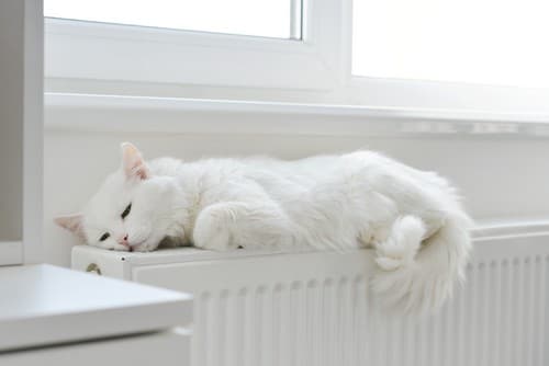 Chauffagiste Haubourdin - Un chat sur un radiateur.
