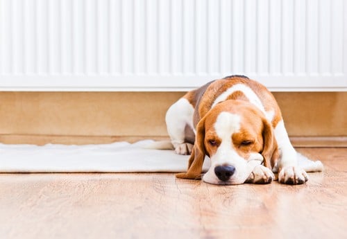 Chauffagiste Le Bouscat - Un chien de repose à côté d'un radiateur.