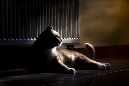 Chauffagiste Lormont - Un chat adossé à un radiateur.