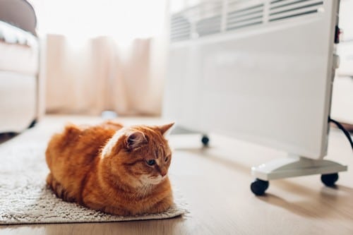 Chauffagiste Ramonville-Saint-Agne - Un chat à côté d'un radiateur.