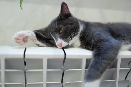 chauffagiste Berre-l'Étang - Un chat se repose sur un radiateur.
