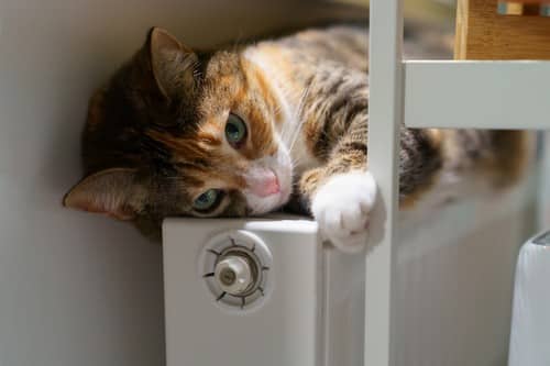 chauffagiste Bourg-la-Reine - Un chat se repose sur un radiateur