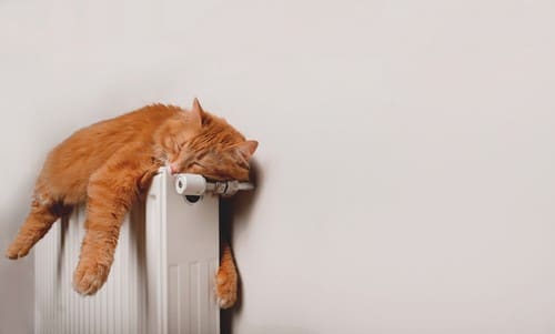 chauffagiste-Charenton-le-Pont - Un chat sur un radiateur