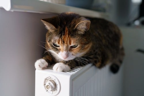chauffagiste-Miramas - Chat se reposant sur un radiateur