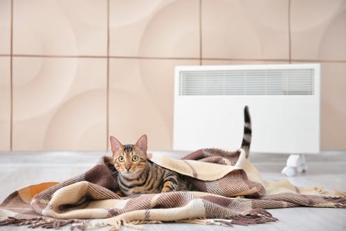 chauffagiste Montluçon - un chat se réchauffe près du radiateur