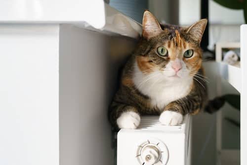 chauffagiste Sens - Un chat se réchauffe sur un radiateur