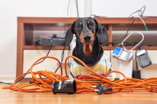 électricien Orange - Un chien dans tous les branchements électriques