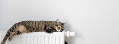 Chauffagiste Chéreng - les bons artisans - chat sur un radiateur