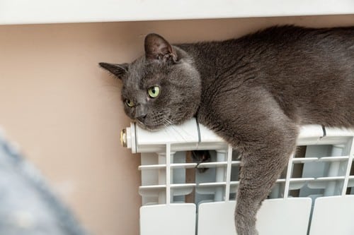 Chauffagiste Emmerin - les bons artisans - chat qui se réchauffe sur un radiateur