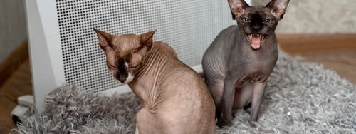Chauffagiste Lyon 5 - les bons artisans - chats qui se réchauffent près d'un radiateur