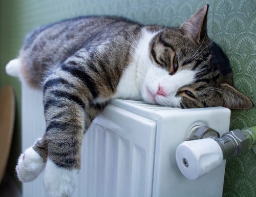 chauffagiste Chaponost - Un chat se repose sur un radiateur
