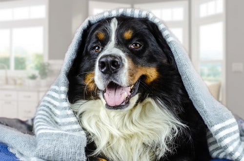 chauffagiste Crespières - Un chien bien au chaud