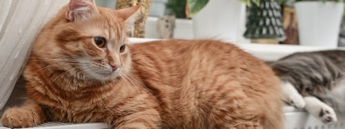 chauffagiste Ennetières-en-Weppes - Un chat sur un radiateur
