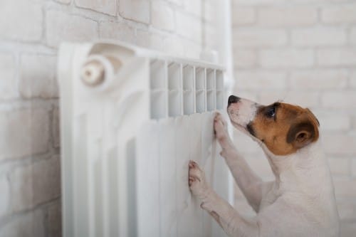 chauffagiste Le Vésinet - Un chien sur un radiateur