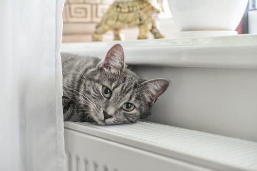 chauffagiste Saint-Lambert - Un chat se repose sur un radiateur
