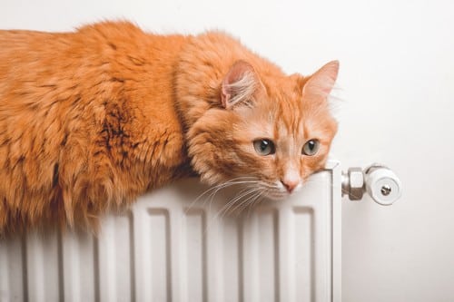 Chauffagiste Amnéville - les bons artisans - chat sur un radiateur