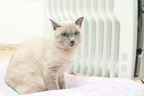 Chauffagiste Lavaur - chat posé devant un chauffage