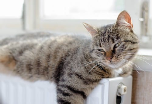 Chauffagiste Plérin - les bons artisans - chat couché sur le radiateur
