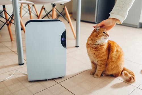 Chauffagiste Triel-sur-Seine - chat posé à côté d'un mini chauffage