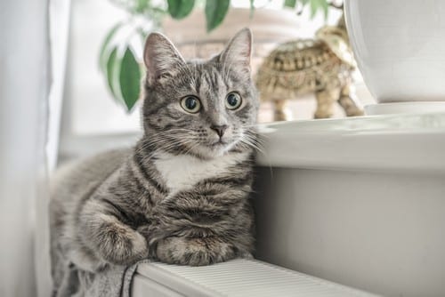 Chauffagiste Villepreux - chats posés sur un chauffage