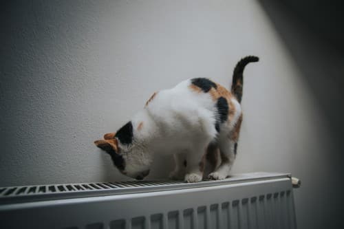 chauffagiste Chambray-lès-Tours - Un chat sur un radiateur