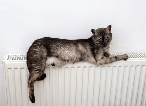 chauffagiste Fontenay-le-Fleury - Un chat sur un radiateur
