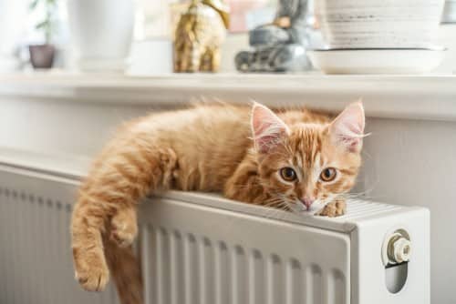 chauffagiste Roche-la-Molière - Un chat sur un radiateur
