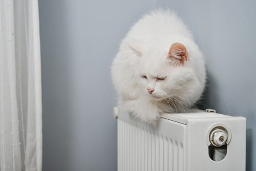 chauffagiste Saint-Julien-en-Genevois - Un chat sur un radiateur