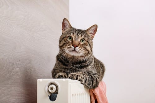 chauffagiste Vernouillet - Un chat sur un radiateur