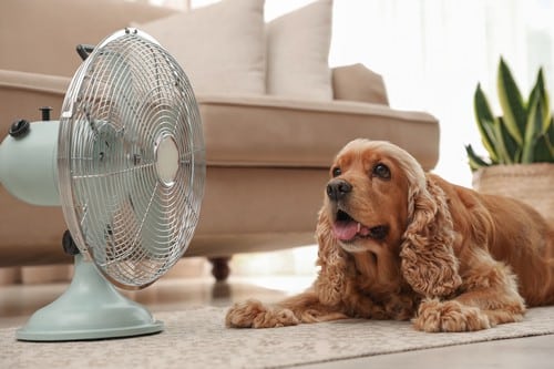 Climatisation Longjumeau - chien posé devant un ventilateur